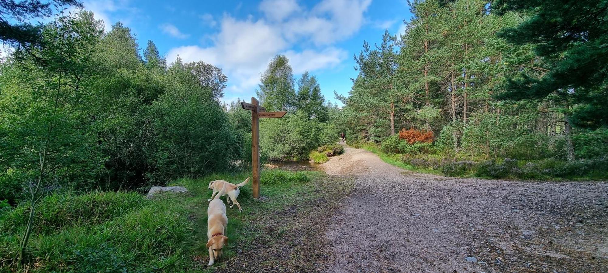 The Shelter Stone Cottage Aviemore Ngoại thất bức ảnh